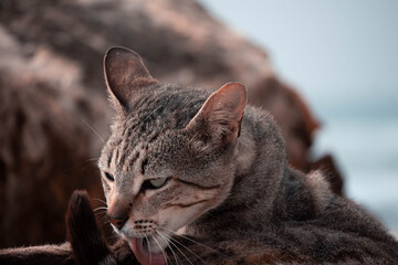 portrait of a cat © João Bastos