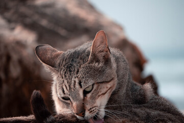 portrait of a cat © João Bastos