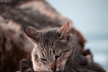 portrait of a cat © João Bastos