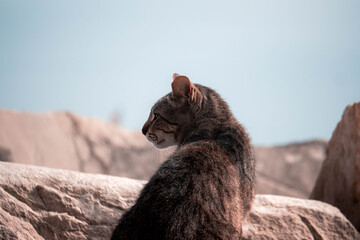 portrait of a cat © João Bastos