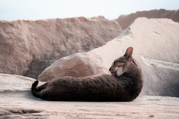 cat laying down © João Bastos