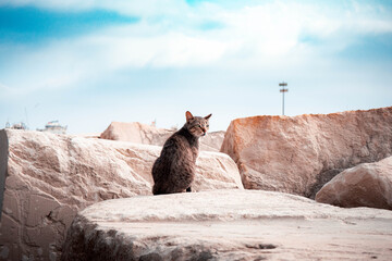 portrait of a cat © João Bastos