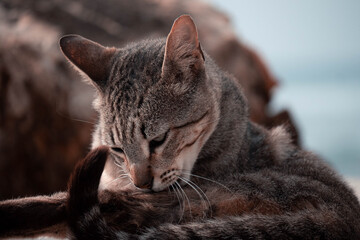 portrait of a cat © João Bastos