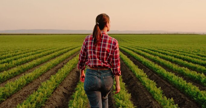 Woman farmer walking through a lush green carrot field while inspecting her organic vegetable crop at sunset