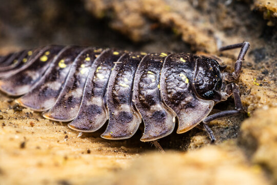 A woodlouse pauses on bare wood in Bristol &mdash; armour-plated, speckled in gold, and looking considerably more impressive than its reputation suggests.