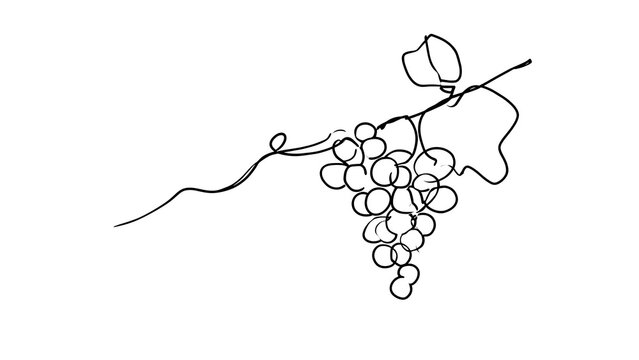 Elegant grape cluster line art white background.