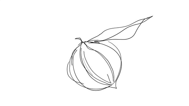 Minimalist line art onion white background.