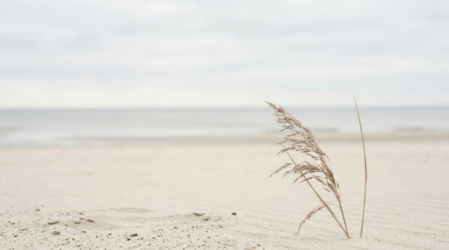 Minimalist beach landscape with dried grass and ocean horizon