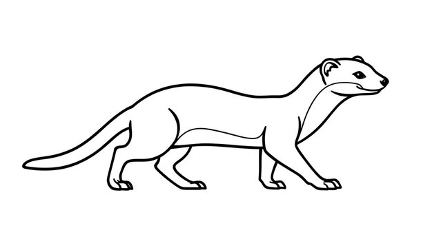Ferret line art illustration white background.