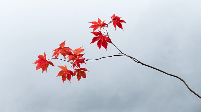 Red maple branch autumn misty minimal