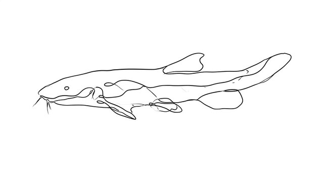 Line drawing of a catfish on white background.