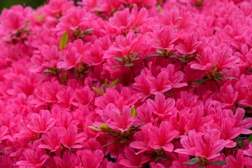 Fotobehang Roze Vibrant Pink Azalea Flowers in Full Bloom Covering the Garden in Spring  © MOMO