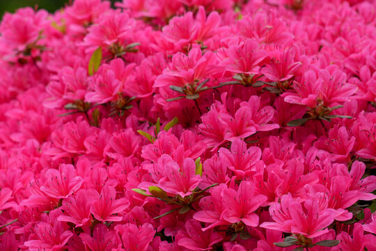 Vibrant Pink Azalea Flowers in Full Bloom Covering the Garden in Spring