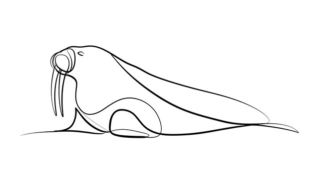 Minimalist walrus line art illustration white background.