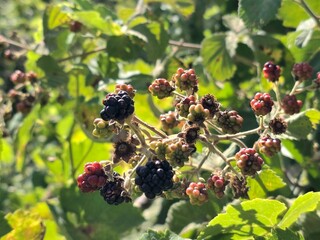 berries of blackberry © Victor