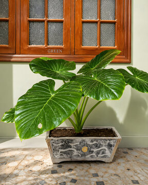 Is picture ke liye top 5 titles aur comma-separated tags niche diye gaye hain:

Titles (Top 5 Options)

Potted Green Elephant Ear Plant In Front Of Vintage Wooden Window