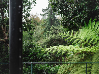 fern in the forest © João Bastos
