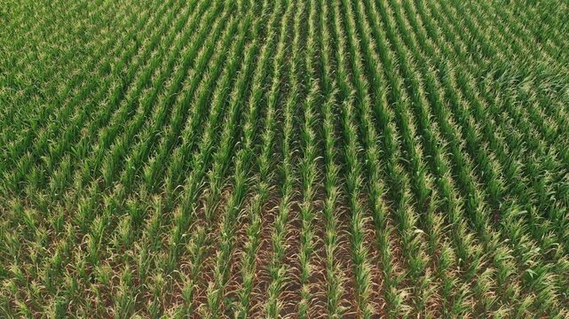 Drone perspective of a healthy green maize field displaying neat parallel rows across the rural landscape. Food production, sustainable agriculture and summer cultivation theme. 4K.
