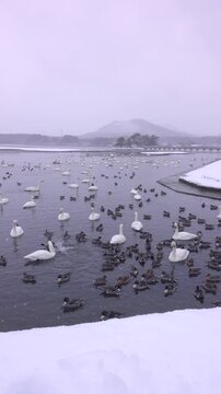 浅所海岸のハクチョウ