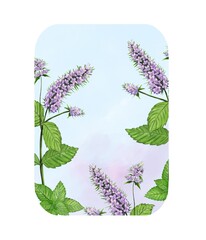 Peppermint botanical label frame with mint plants on light blue background, watercolor Illustration.  © Atelier Varnik
