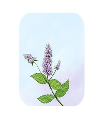 Peppermint botanical label frame with mint plant on light blue background and copy Space, watercolor Illustration.  © Atelier Varnik