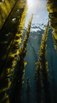 Nature Ocean Kelp Forest Sunlight