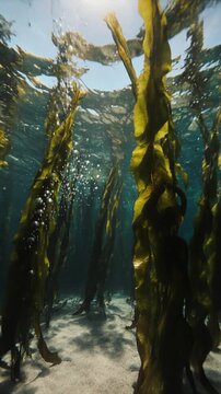 Nature Ocean Kelp Forest Sunlight