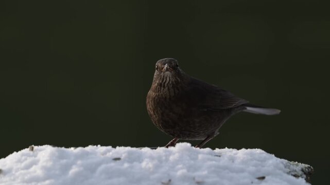 A male blackbird searches for food in the snow alongside blue tits, winter,  lower saxony, (columba palumbus, parus caeruleus), germany