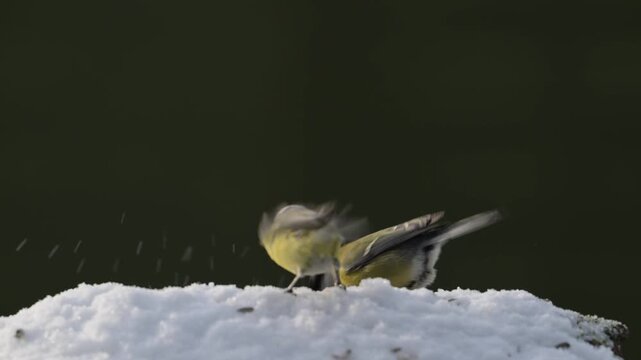Serveral great tits and blue tits searches for food in the snow, garden, winter, lower saxony, (parus major, parus caeruleus), germany