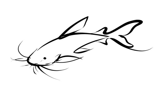 Minimalist catfish line art illustration white background.