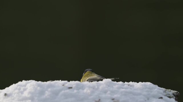 Serveral great tits searches for food in the snow, garden, winter, lower saxony, (parus major), germany