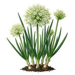 Fototapeta premium Fresh Allium Flower Cluster with Green Leaves.