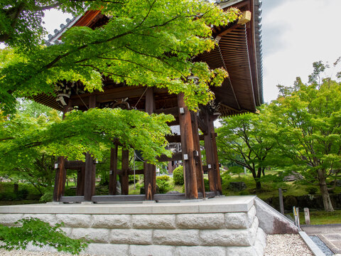 ​初夏の青々とした新緑と青もみじに包まれる京都・智積院の木造お堂。清々しい緑のグラデーションと歴史ある寺院建築が創り出す和の美