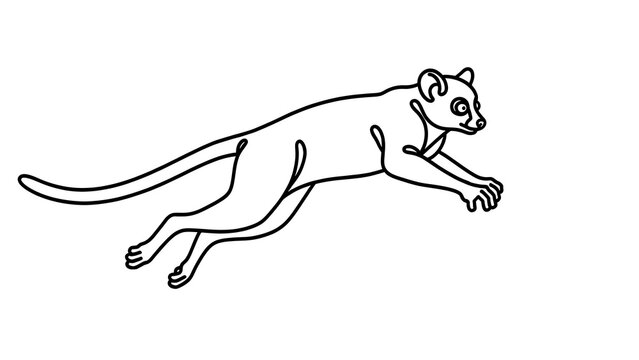 Fossa animal illustration on white background.