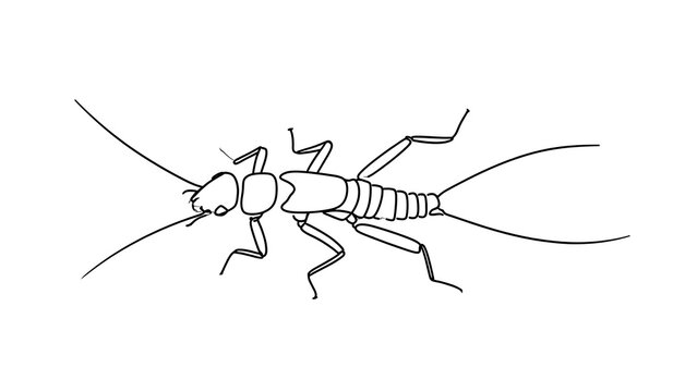 Line art drawing of an insect on white background.