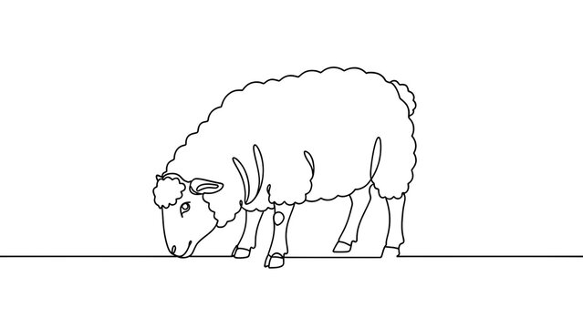 Simple line art sheep white background.