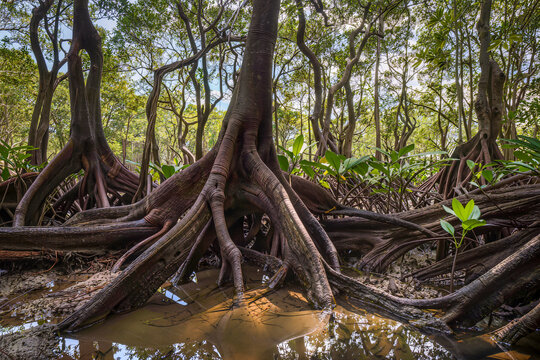 Massive smooth buttress roots of mangrove trees sprawling across mud and a shallow tidal pool in dappled light