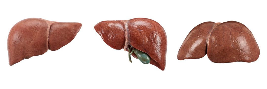 PNG Human Liver Anatomy Set with Different Angles on Transparent Background