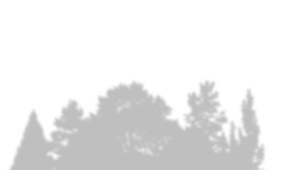 Fototapeta premium Shadow of trees on a white wall, overlay effect for photo editing, natural foliage silhouette isolated on transparent background