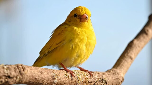 Bright Yellow Canary Singing on a Branch in Natural Light