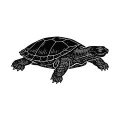 Fototapeta premium Turtle illustration in vintage engraving style. Hand drawn tortoise vector graphic.