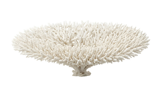 White table coral and plate acropora coral skeleton isolated on a black background