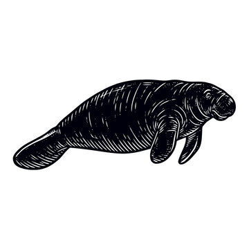 Manatee illustration in vintage engraving style. Hand drawn sea cow vector graphic.