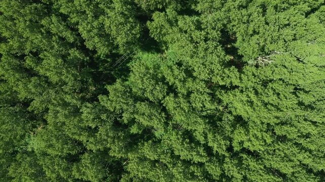 Aerial perspective of lush deciduous forest treetops forming a continuous green canopy. Nature, sustainability and untouched woodland landscape theme. 4K.