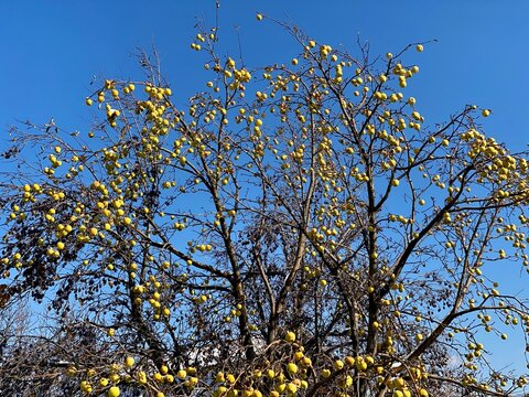 Yellow small wild apples on leafless tree branches against clear blue sky in autumn or winter