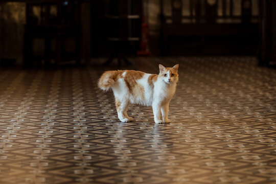 Resident cat standing inside a historic heritage house with traditional tiled flooring and vintage interior architecture.