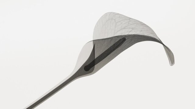 Translucent x-ray calla lily flower blooming close up on soft grey background, delicate transparent petal with veins, minimalist monochrome botanical abstract nature motion with copy space