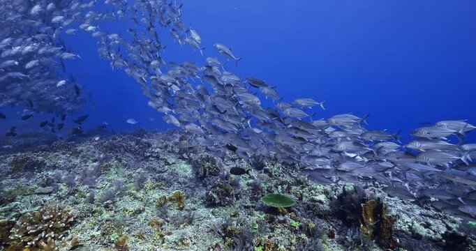 A large school of jack fish swims above a tropical coral reef in clear blue water. The footage captures marine biodiversity, fish behavior, and underwater ocean scenery.