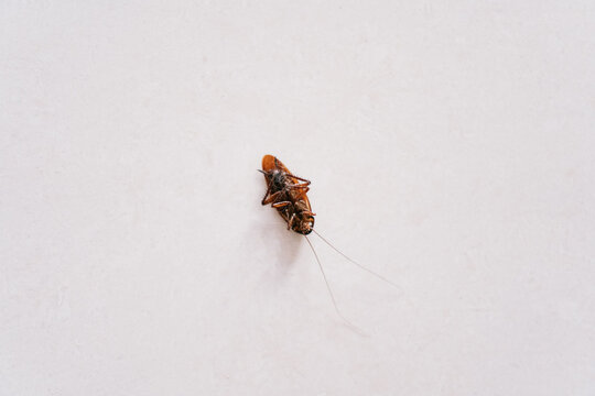 Close-up of a dead cockroach on a plain white surface, highlighting its brown and black segmented