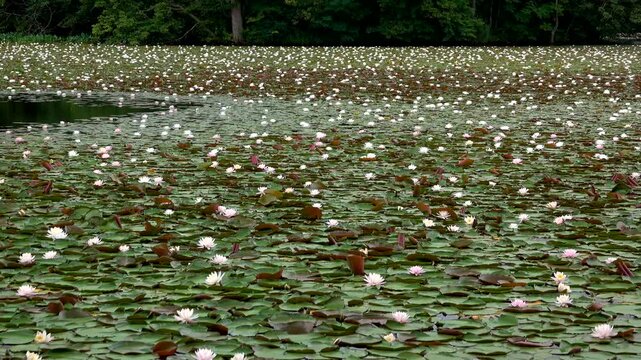 小沼（大沼公園）のエゾノヒツジグサ（スイレン）